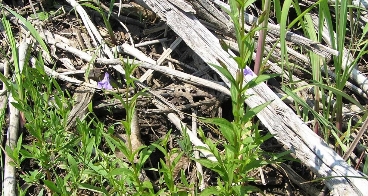 Monkey Flower habit