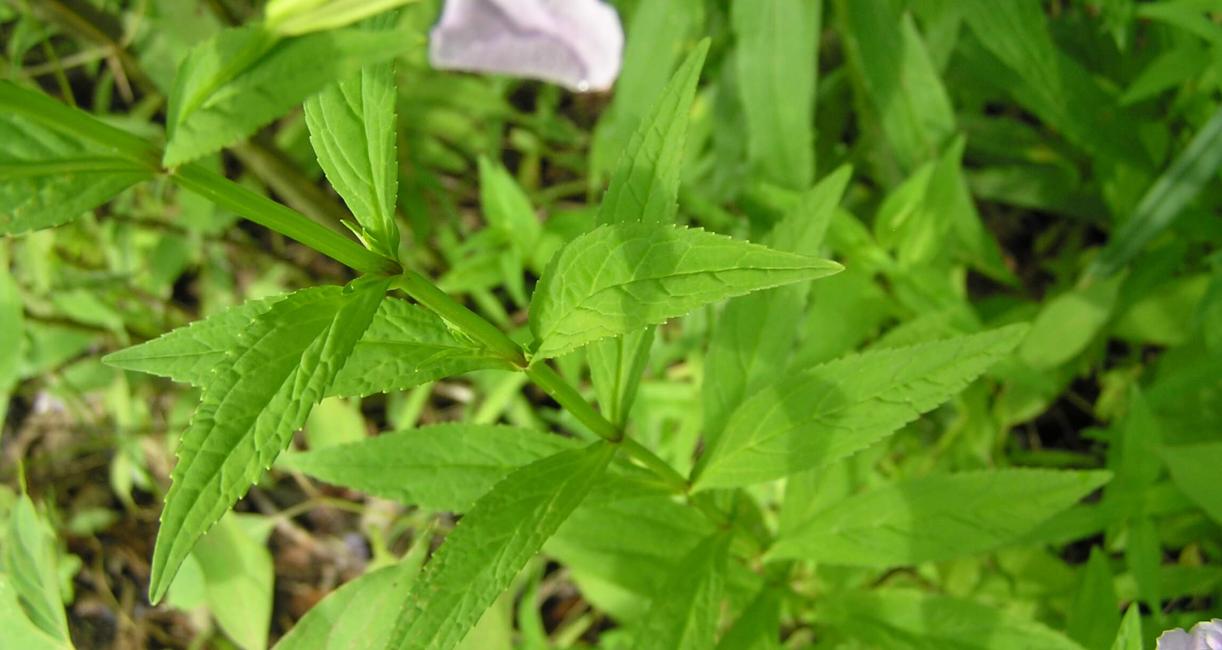 Monkey Flower leaves