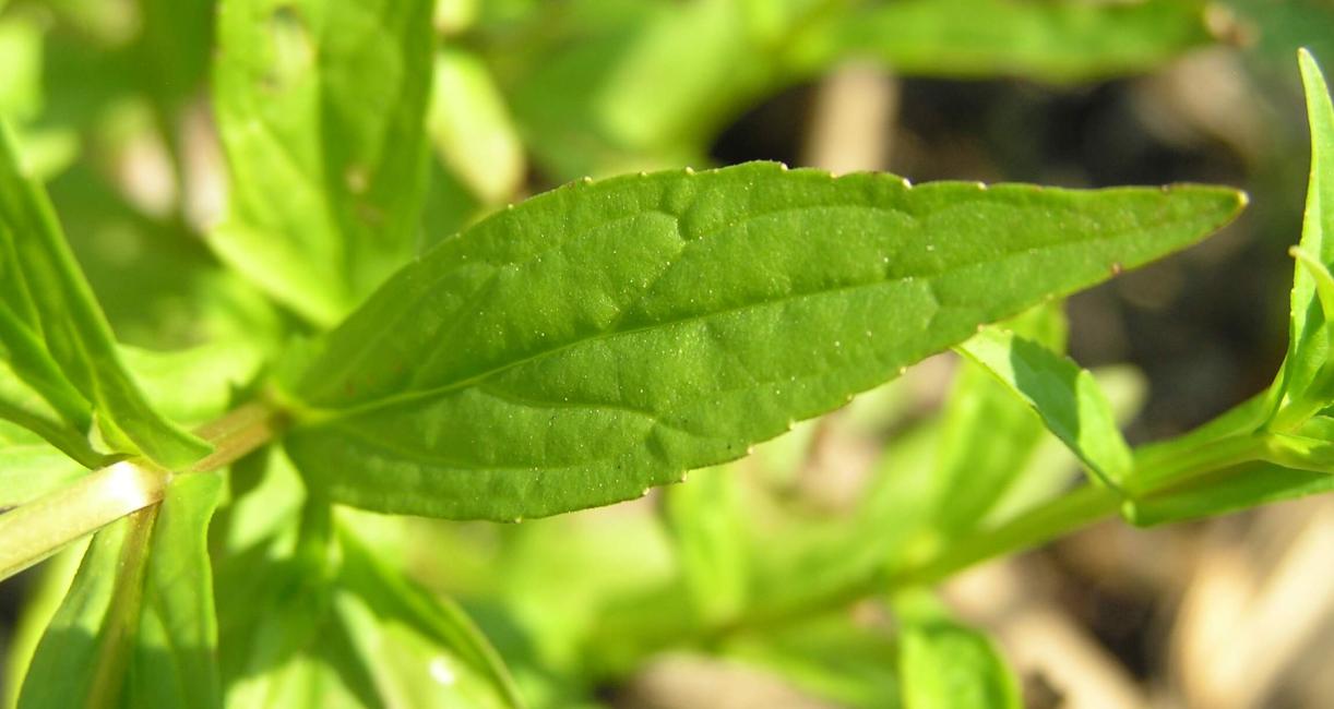 Monkey Flower leaves