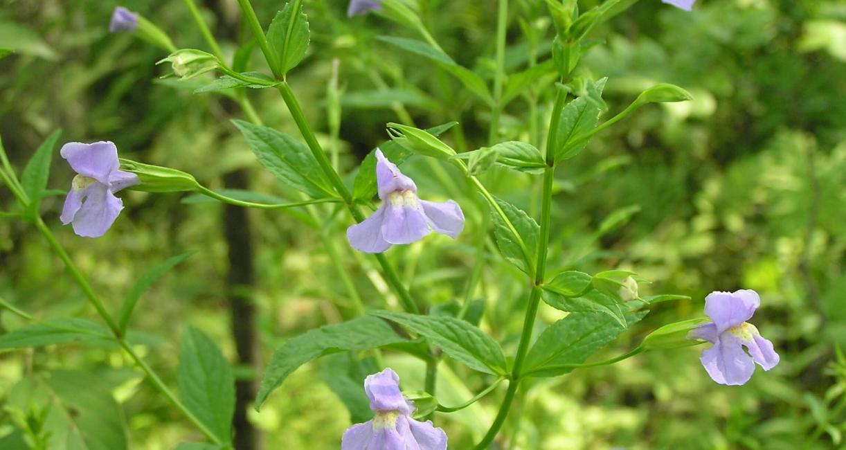Monkey Flower