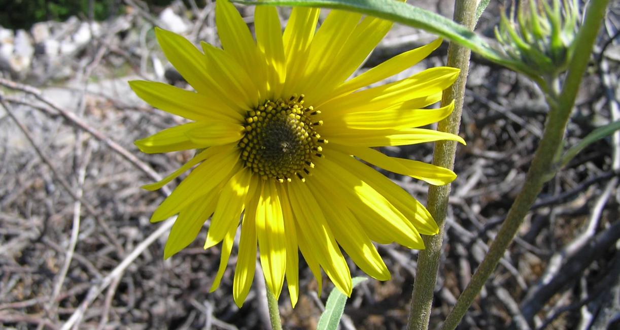 Narrow Leaved Sunflower flower