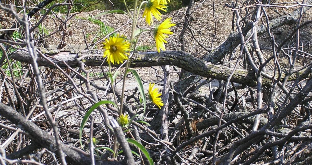Narrow Leaved Sunflower habit