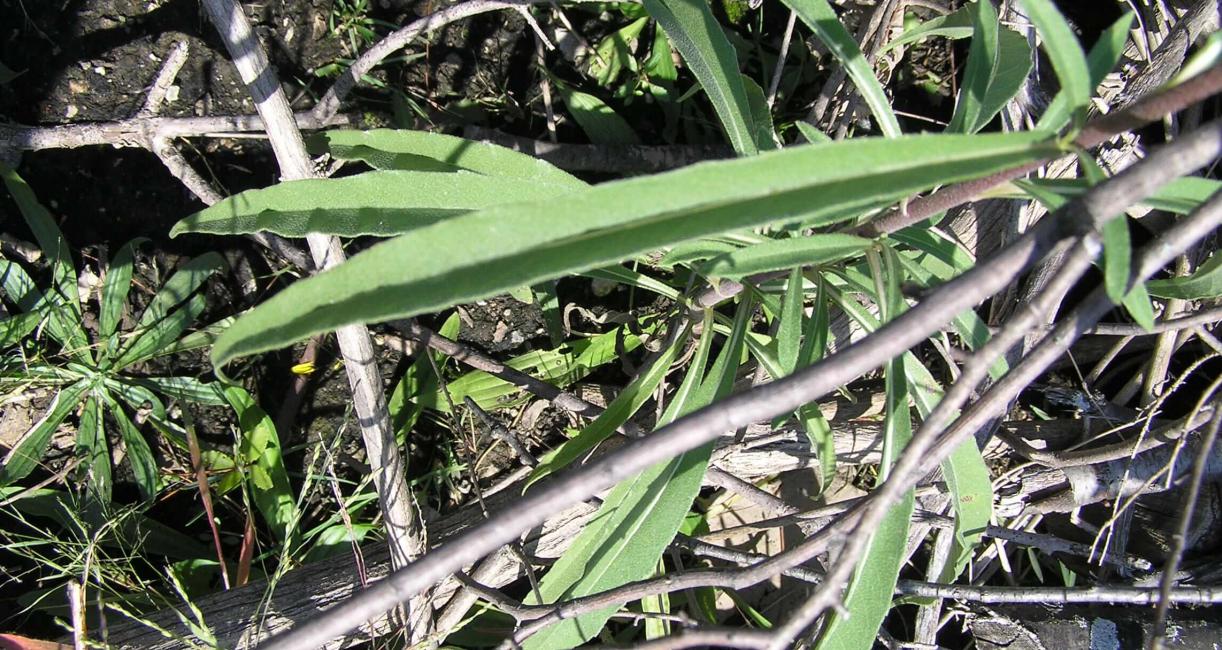 Narrow Leaved Sunflower leaves