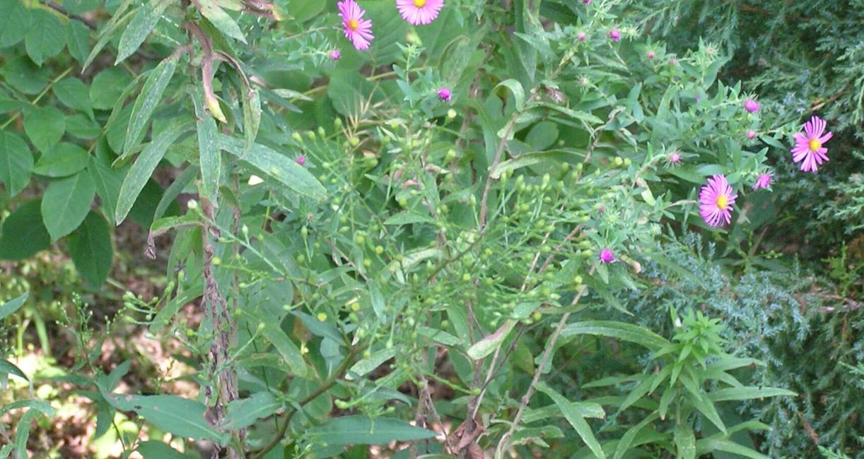 New England Aster habit
