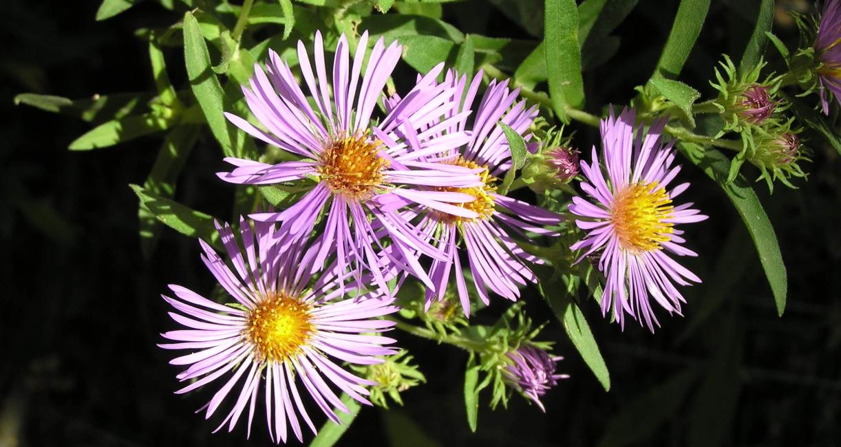 New England Aster