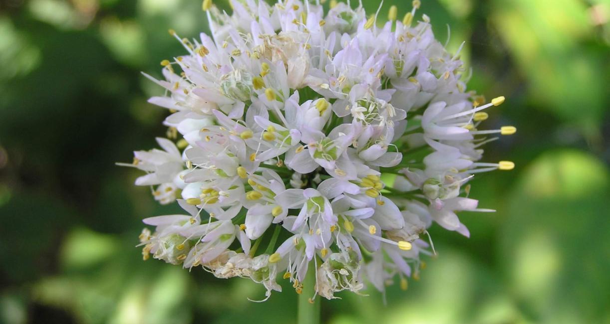 Nodding Onion flower