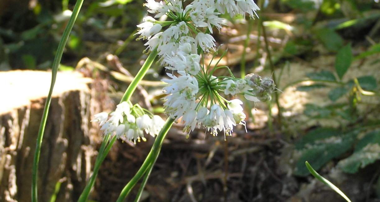 Nodding Onion habit