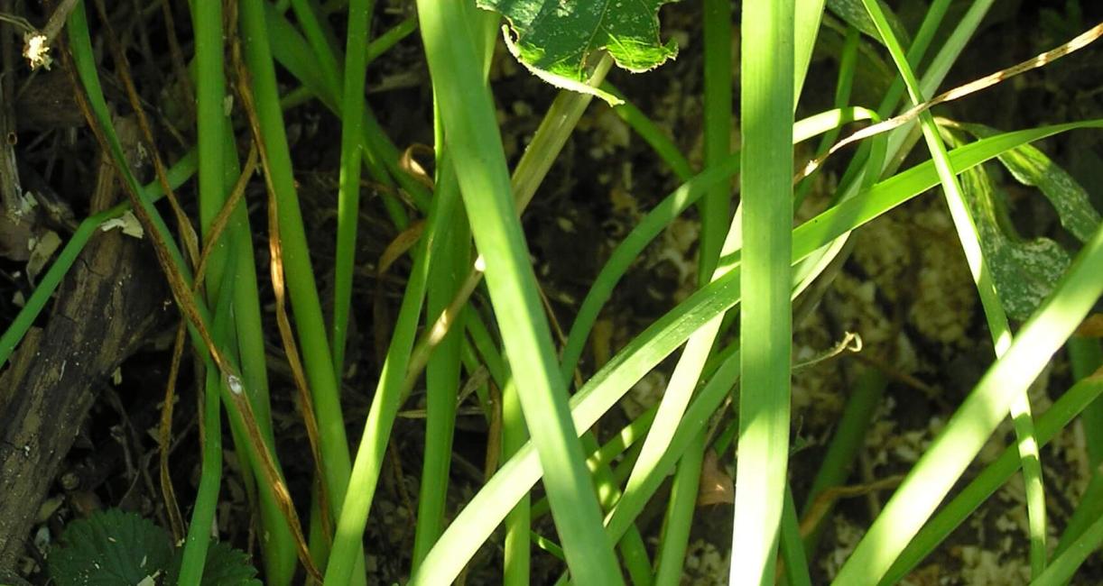 Nodding Onion leaves