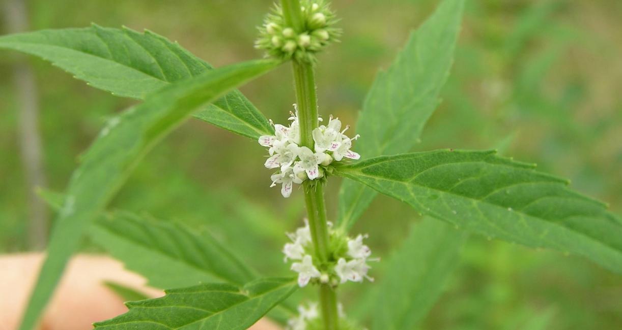 Northern Bugleweed Flower