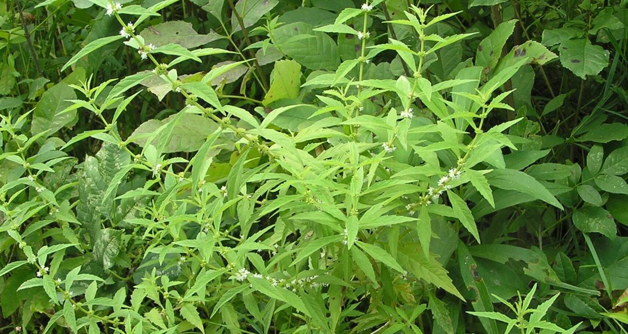 Northern Bugleweed habit