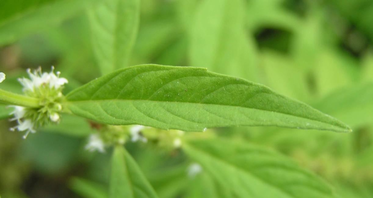 Northern Bugleweed leaves