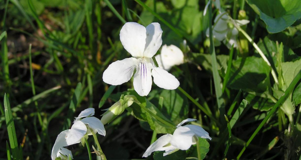 Northern White Violet flower