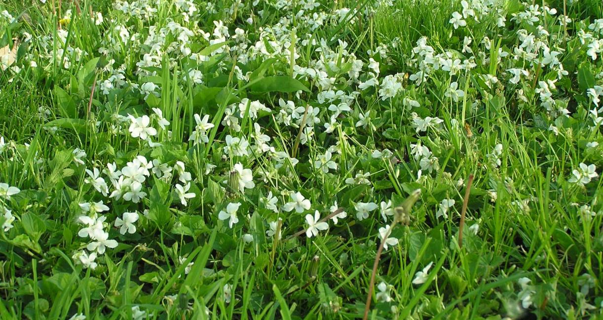 Northern White Violet habit