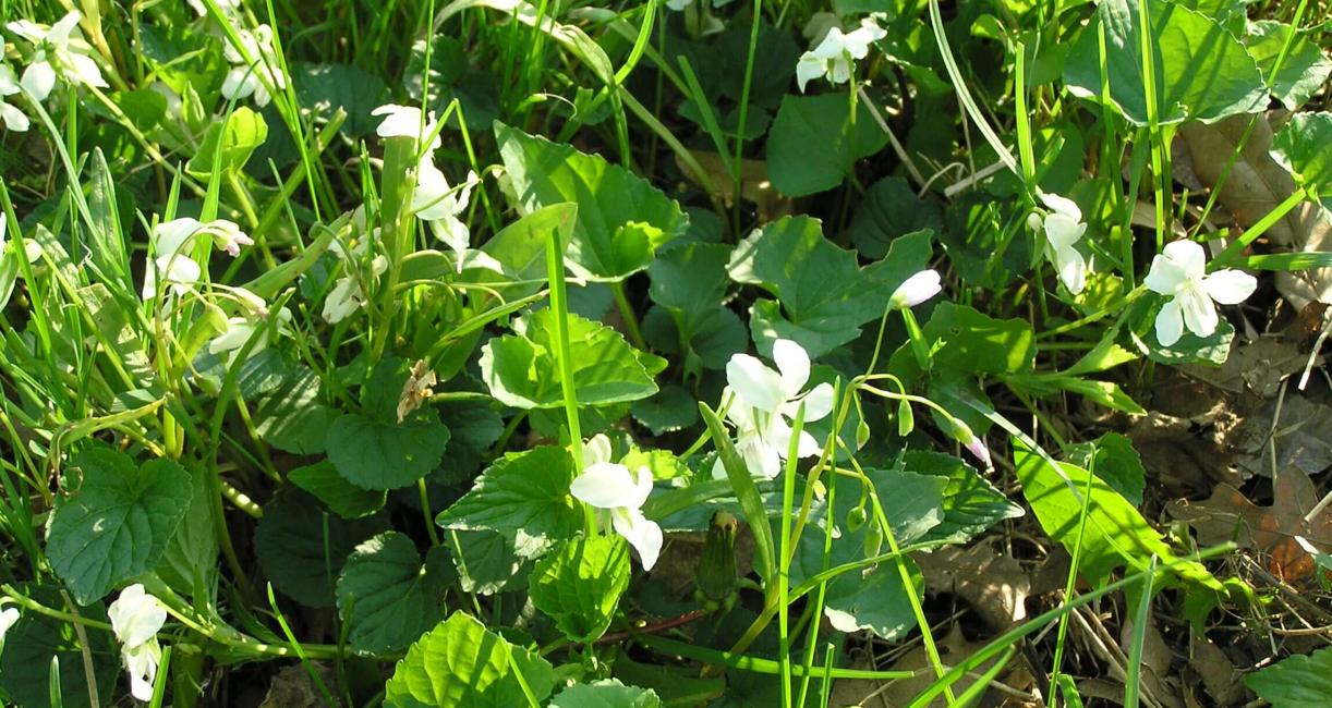 Northern White Violet habit