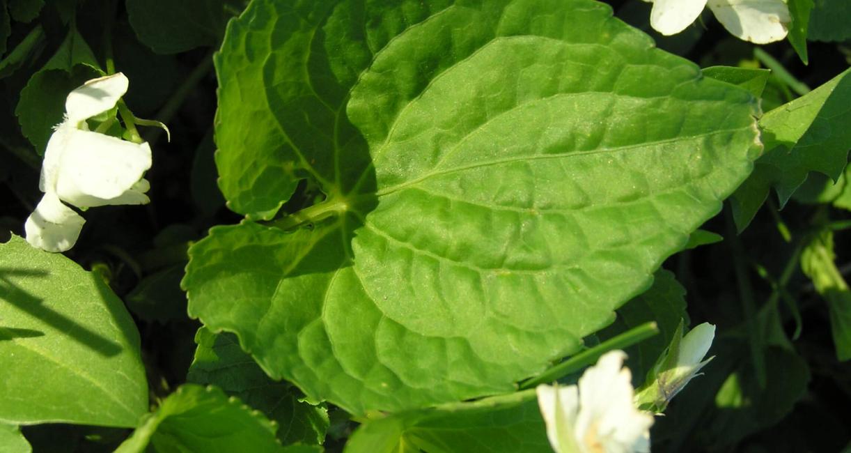 Northern White Violet Leaves