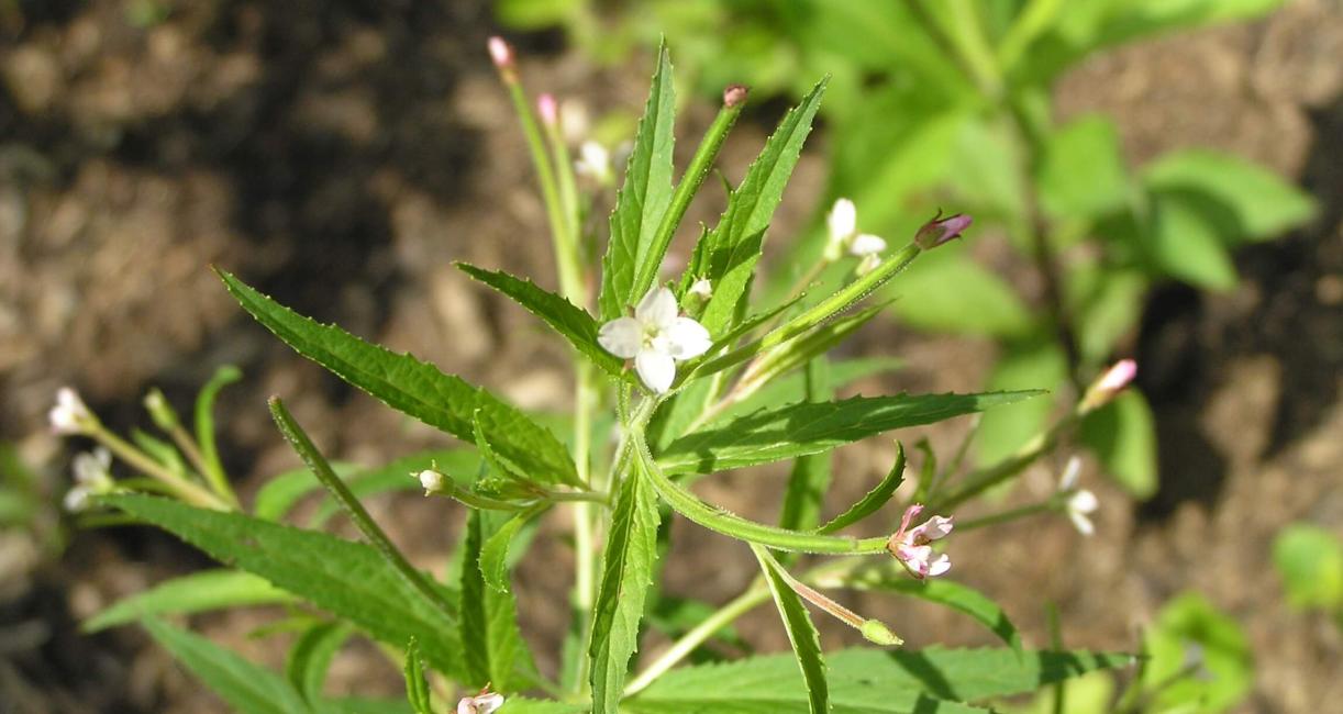 Northern Willow Herb flower