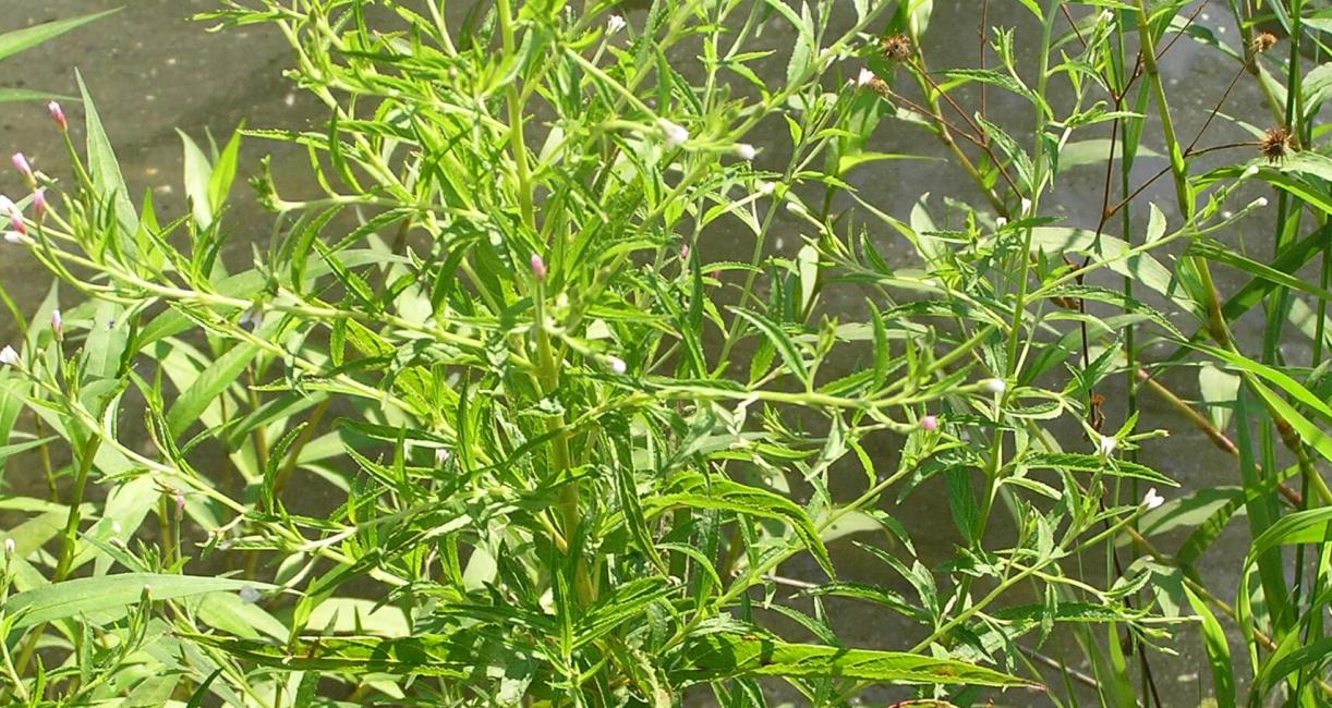 Northern Willow Herb habit