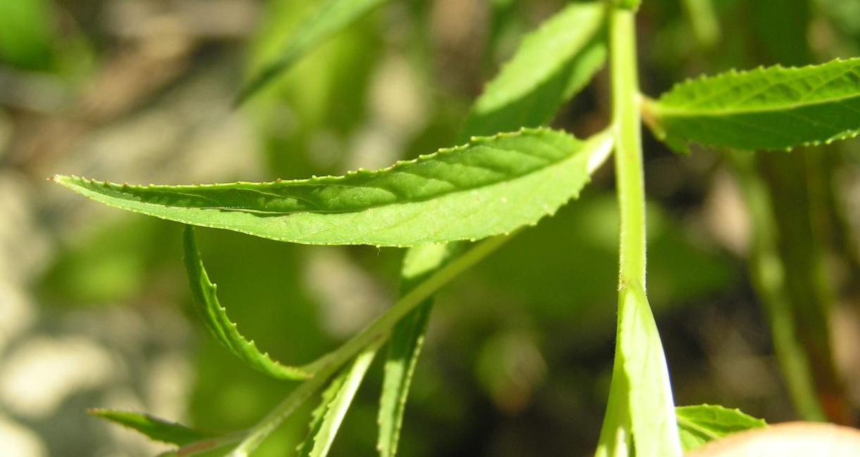 Northern Willow Herb leaves