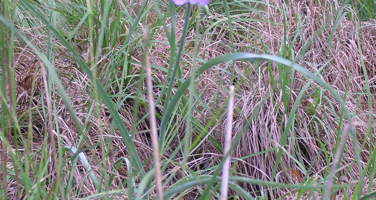 Ohio Spiderwort habit