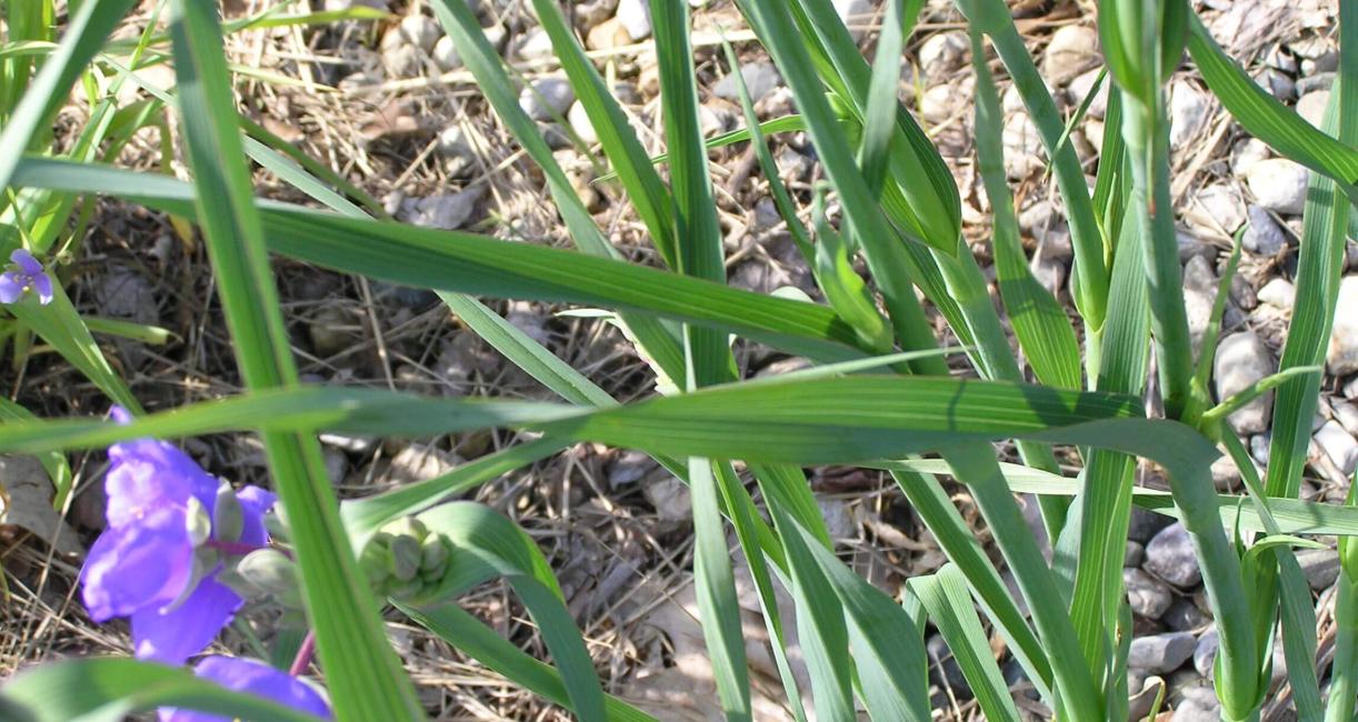 Ohio Spiderwort leaves