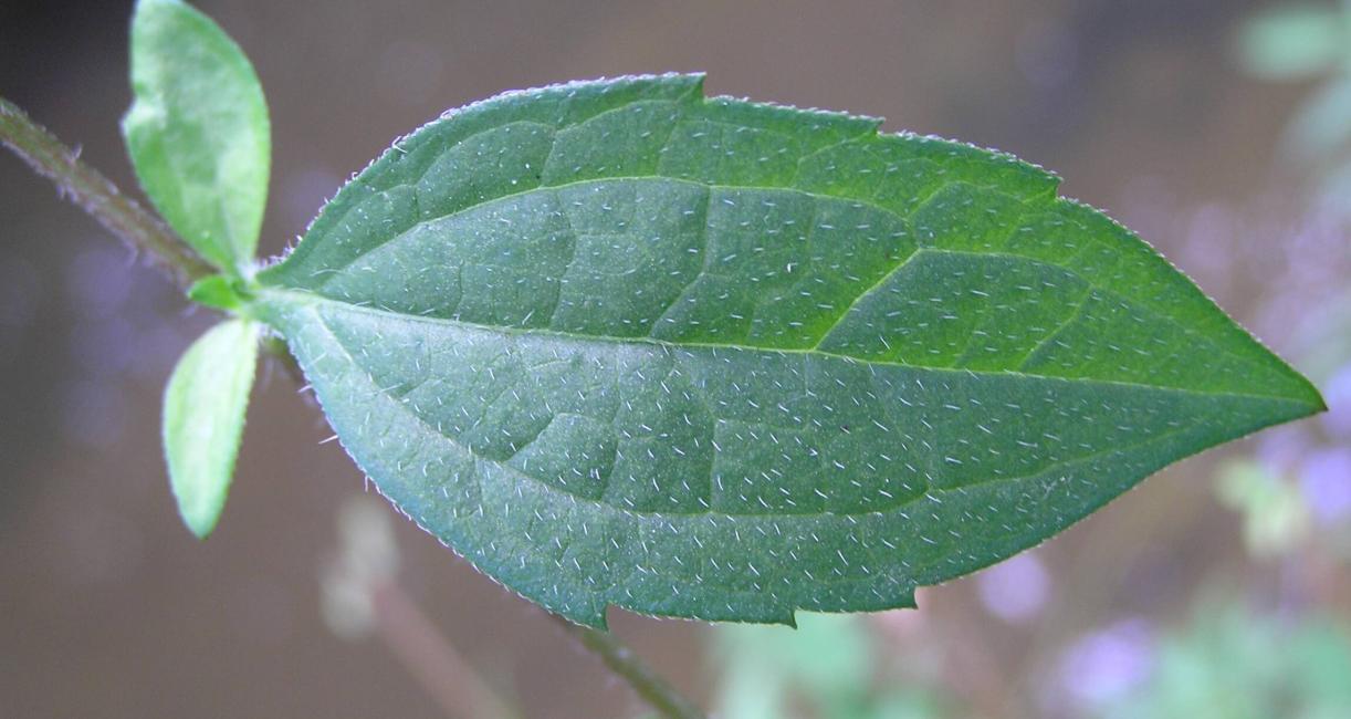 Orange Coneflower leaves