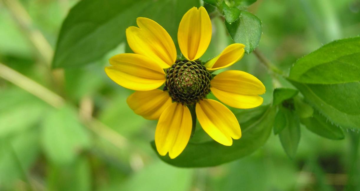 Orange Coneflower