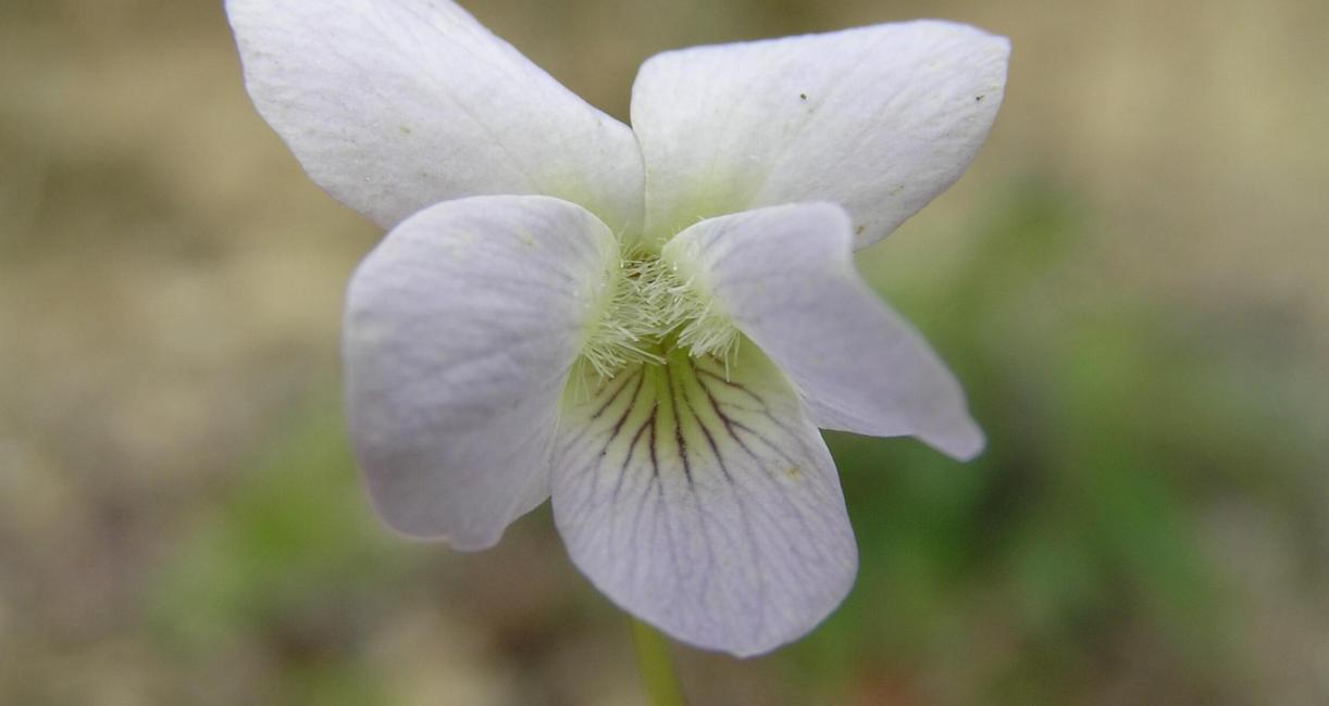Pale Early Violet flower