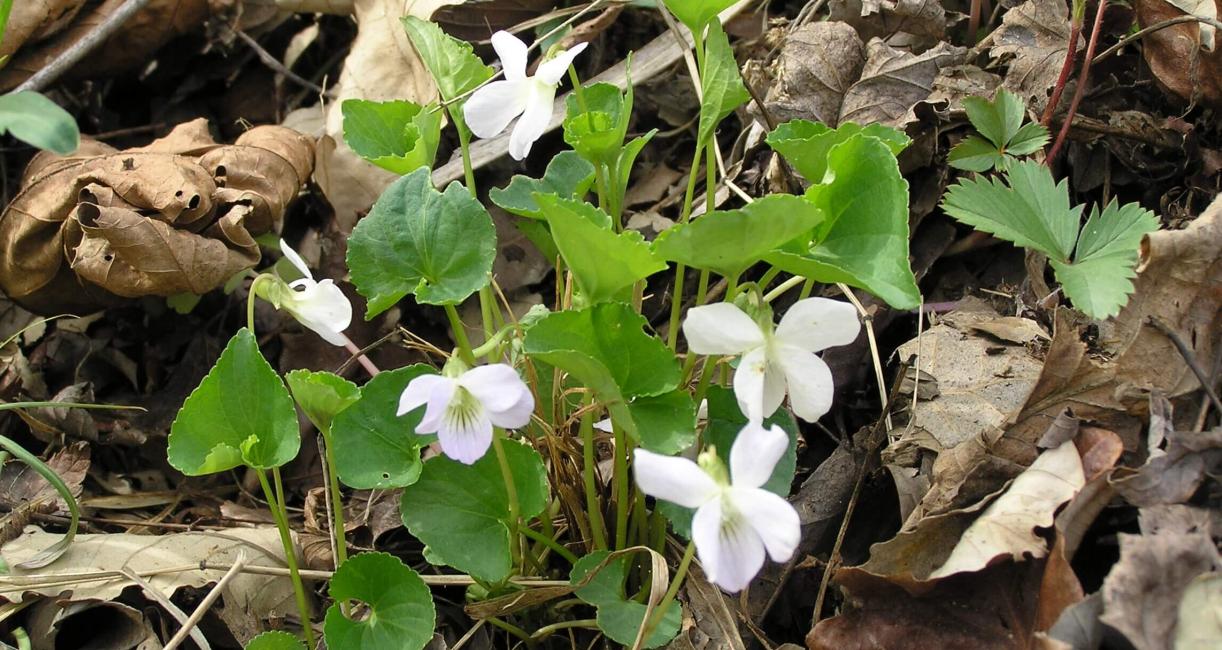 Pale Early Violet habit