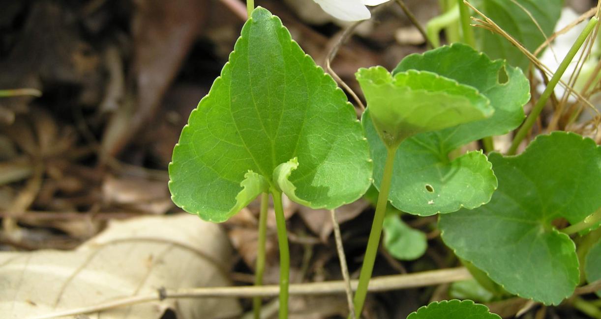 Pale Early Violet leaves