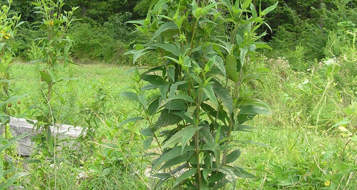 Pale Leaved Sunflower habit