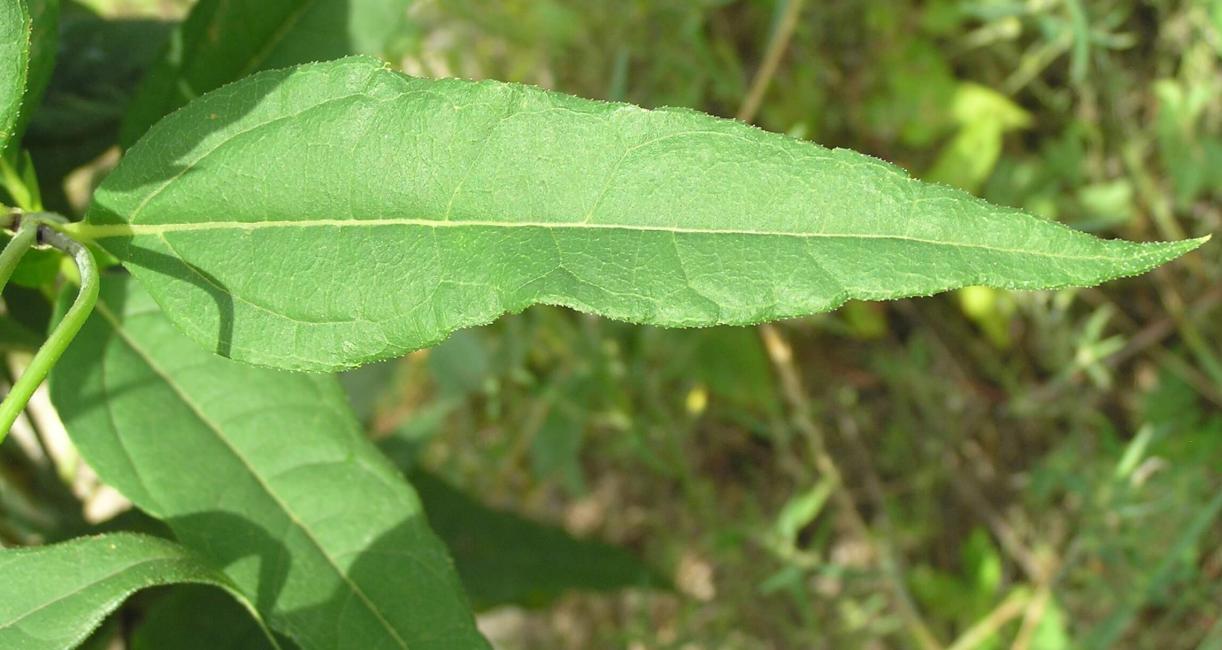 Pale Leaved Sunflower leaves