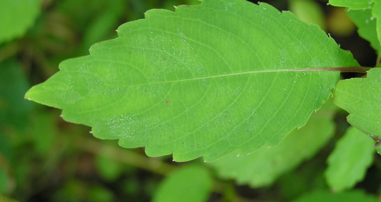 Pale Touch Me Not leaves