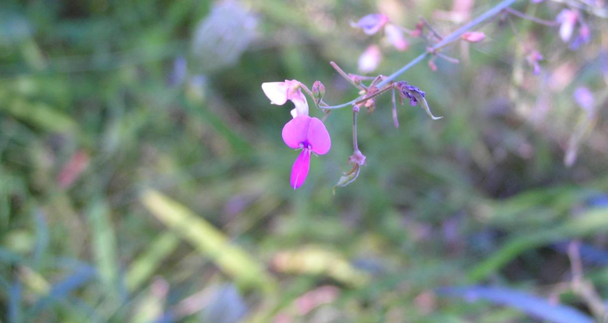 Panicled Tick Trefoil flower