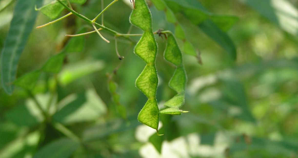 Panicled Tick Trefoil fruit