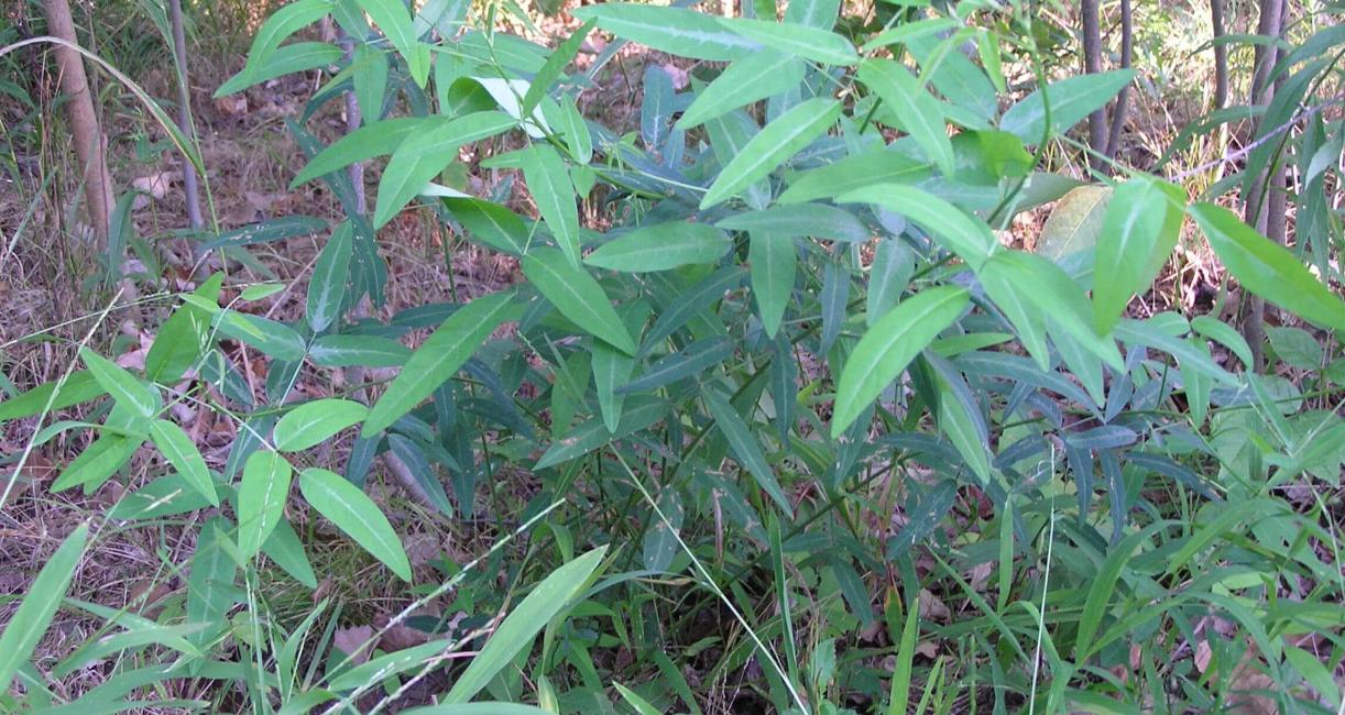 Panicled Tick Trefoil habit