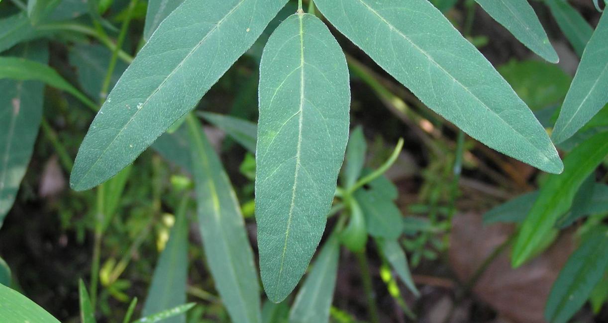 Panicled Tick Trefoil leaves