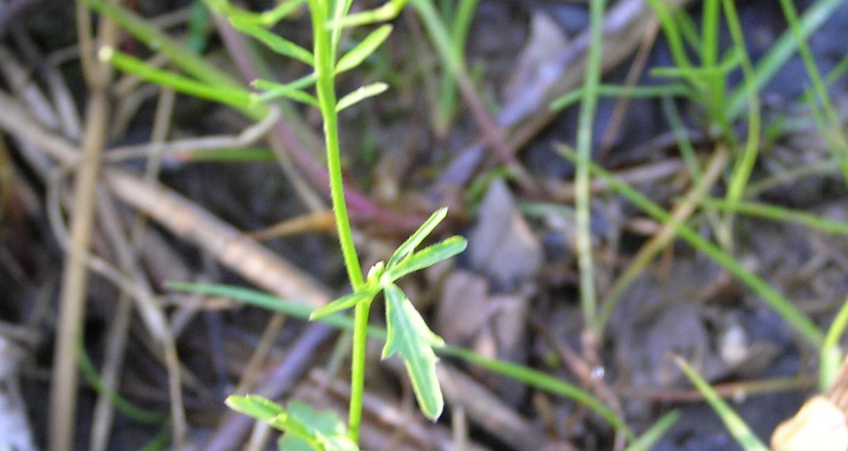 Pennsylvania Bitter Cress habit