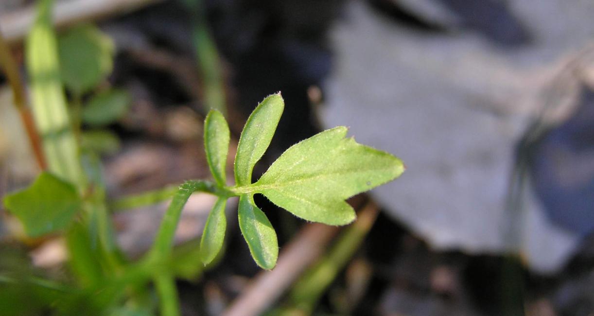 Pennsylvania Bitter Cress leaves
