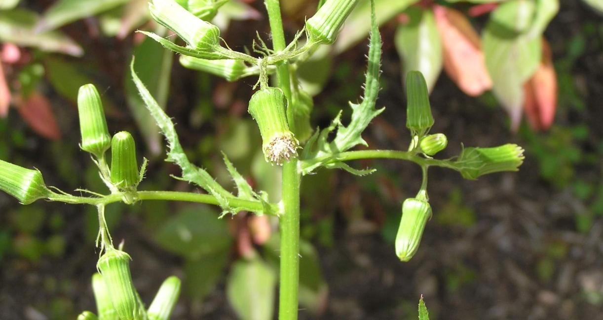 Pilewort flower