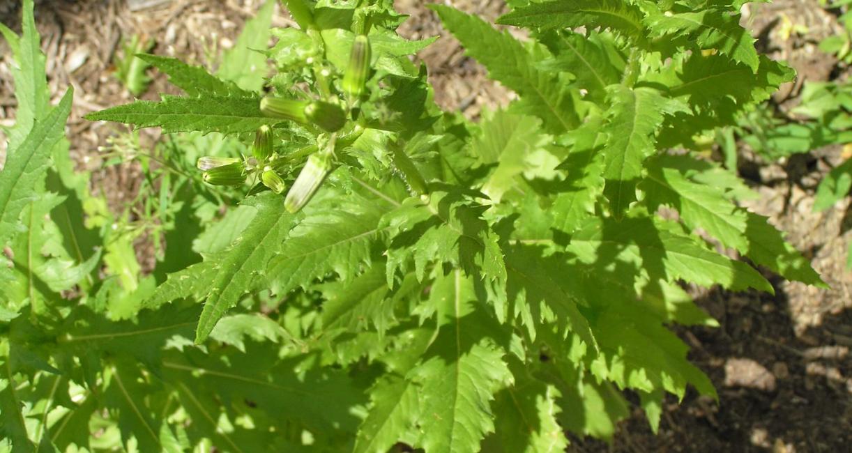 Pilewort habit
