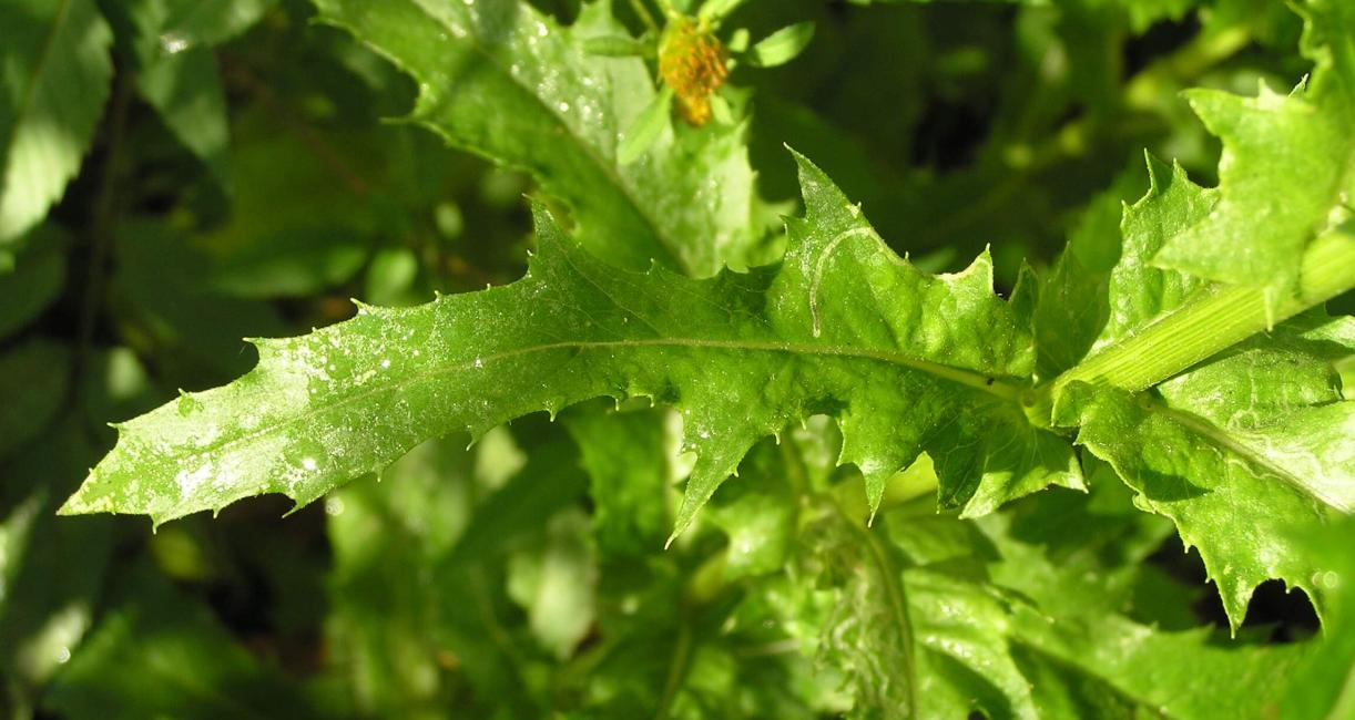 Pilewort leaves