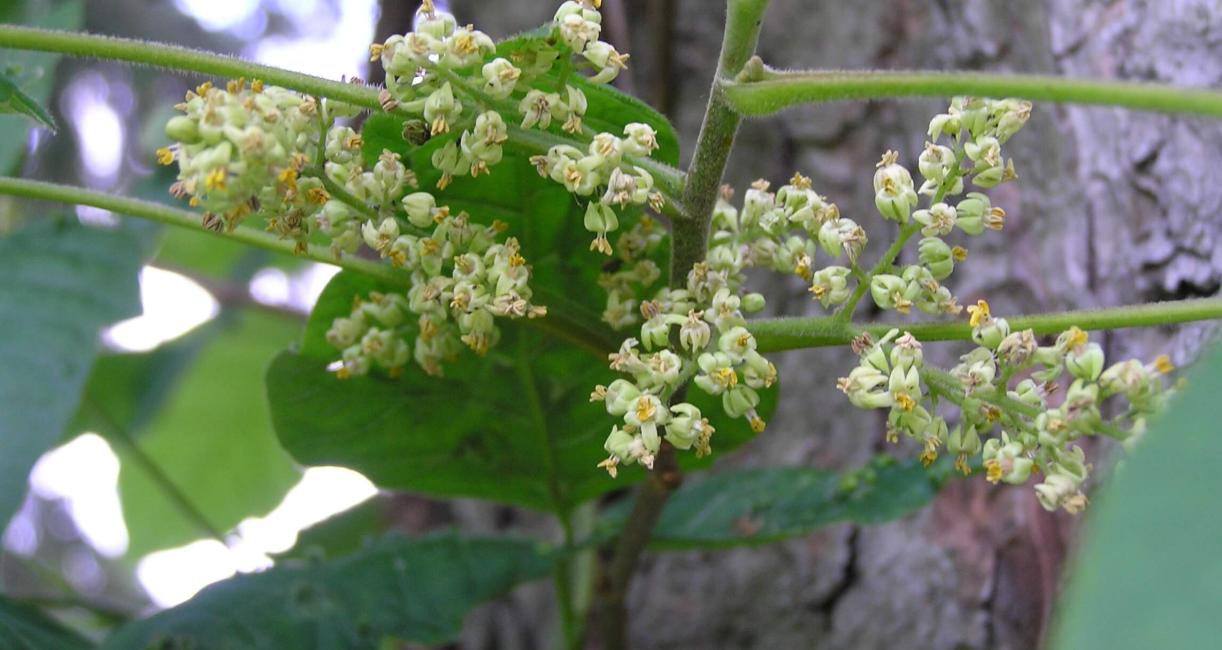 Poison Ivy flower