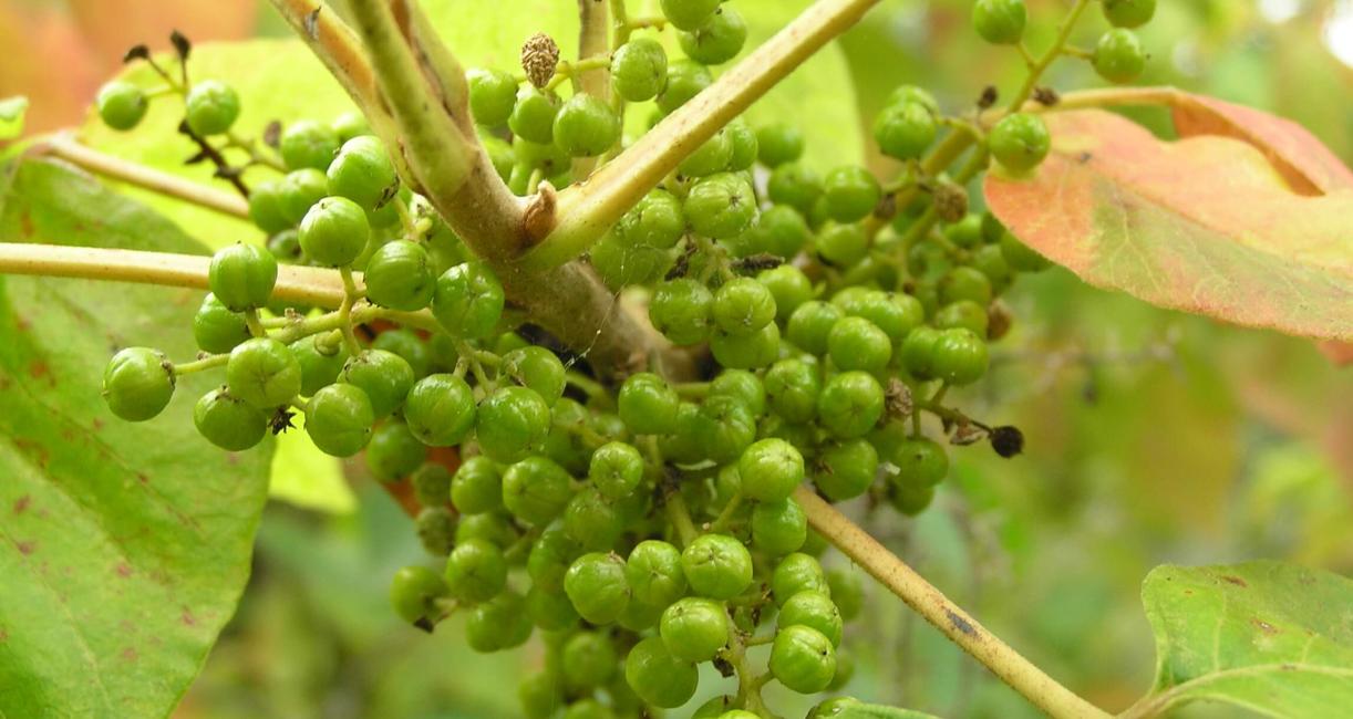 Poison Ivy fruit