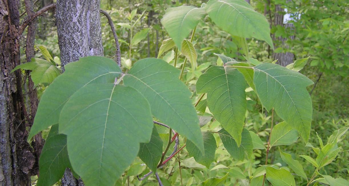 Poison Ivy