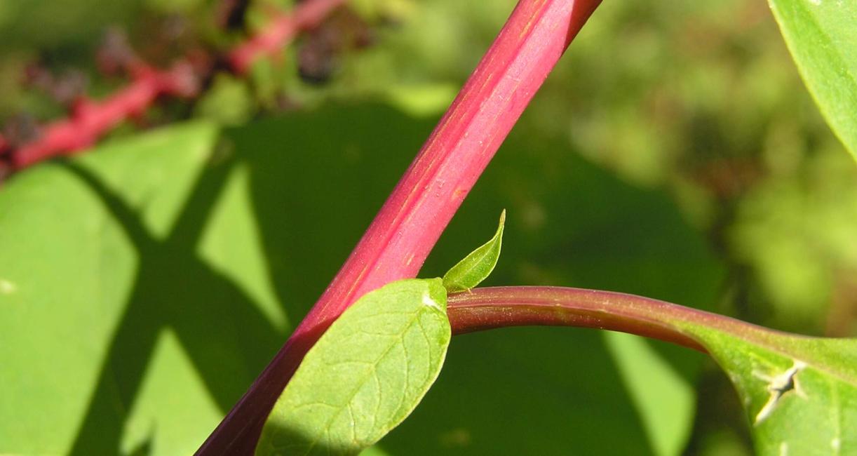Pokeweed branch