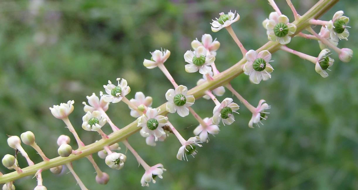 Pokeweed flower