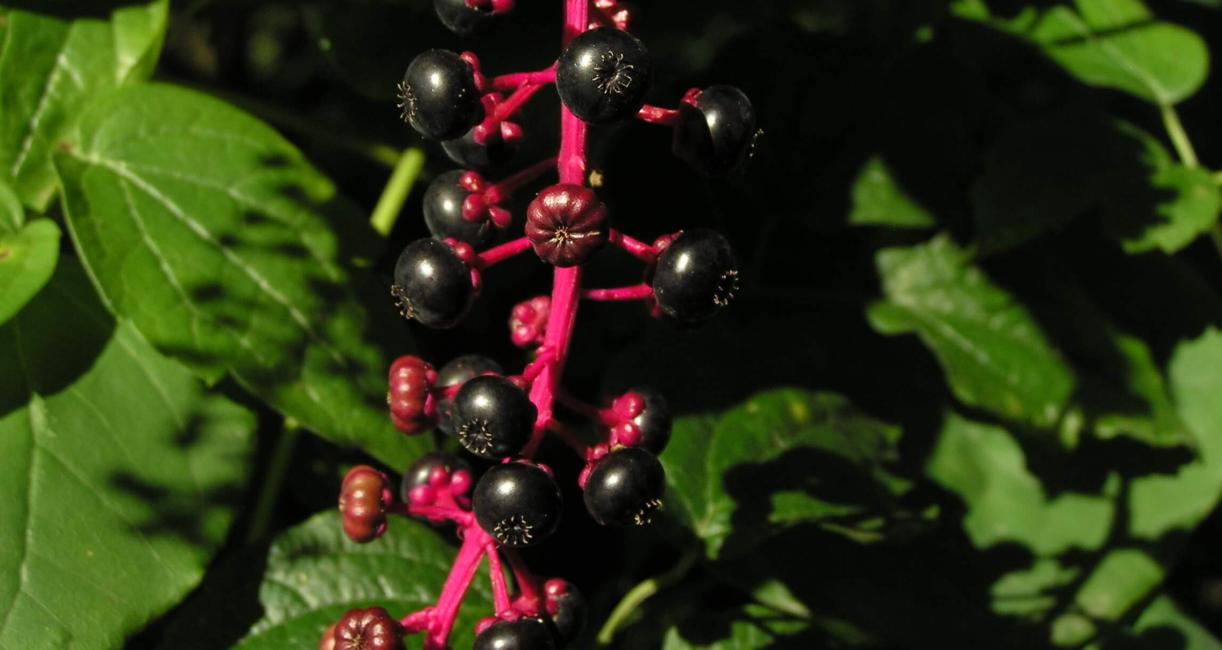 Pokeweed fruit
