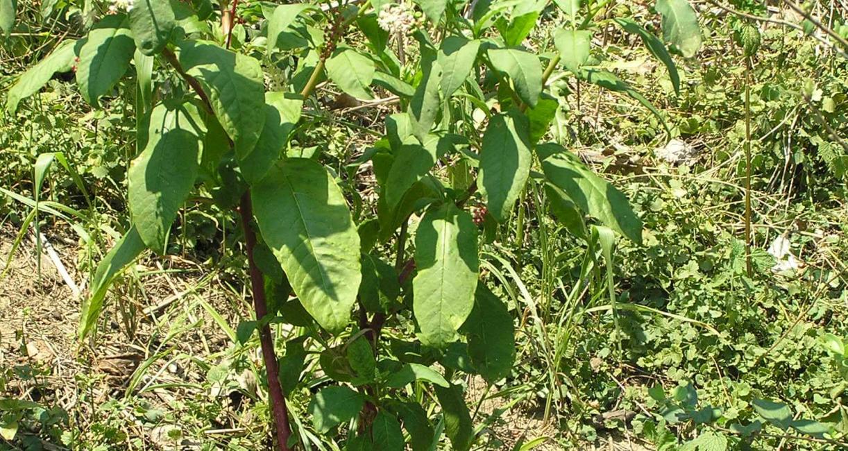 Pokeweed habit