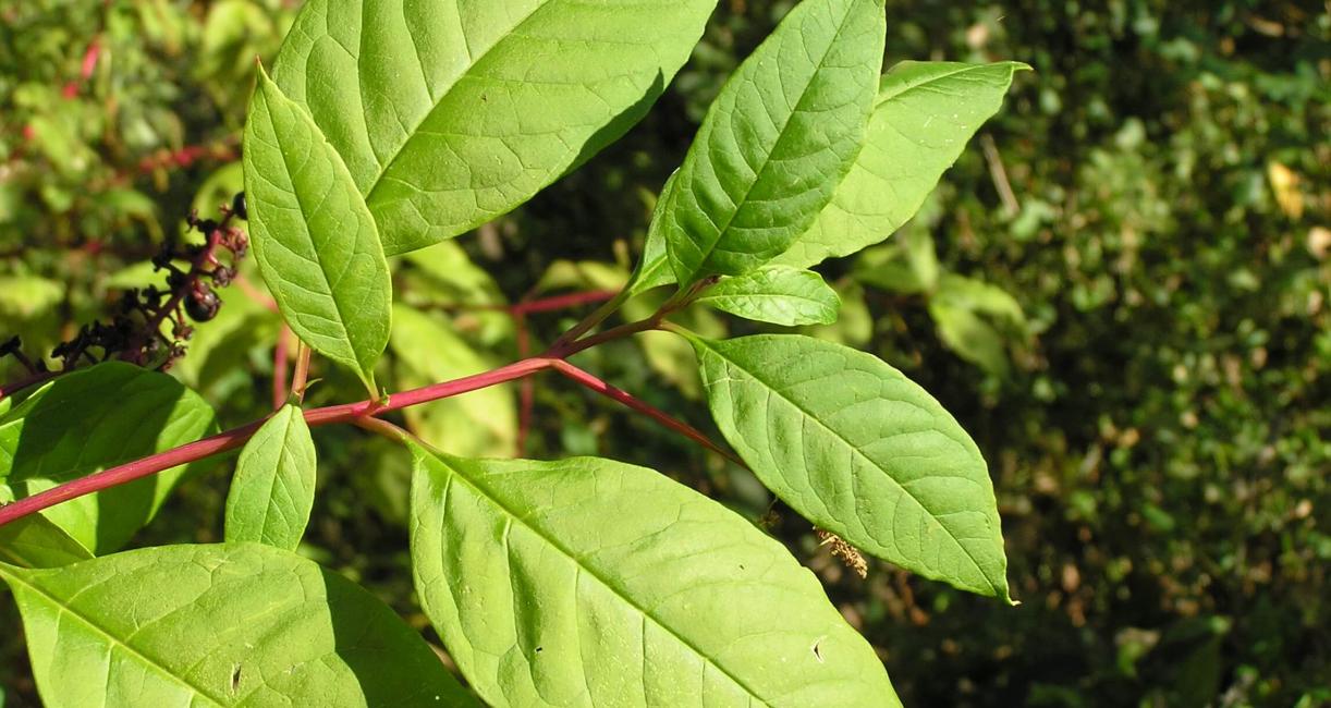 Pokeweed leaves