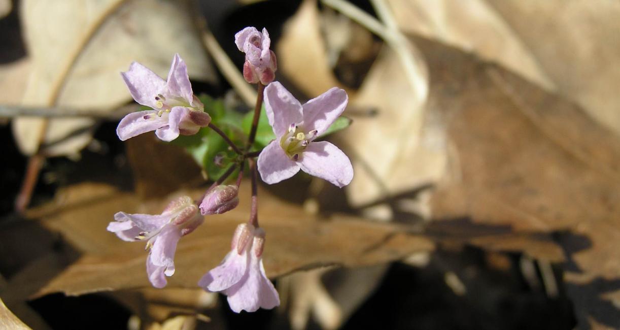 Purple Cress flower